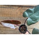 Philodendron Dark Lord