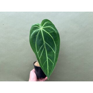 Anthurium magnificum