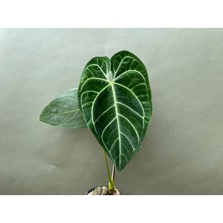 Anthurium regale