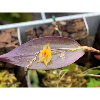 Lepanthes spec. Yellow