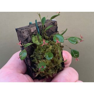 Lepanthes insectiflora