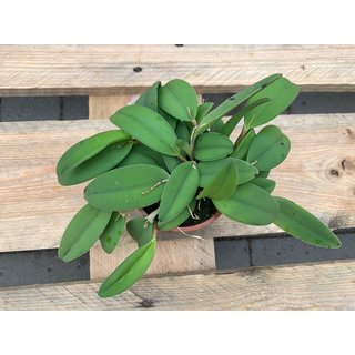 Pleurothallis majaluckae