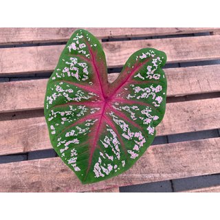 Caladium Red Star