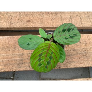 Maranta leuconeura red striped Babyplant