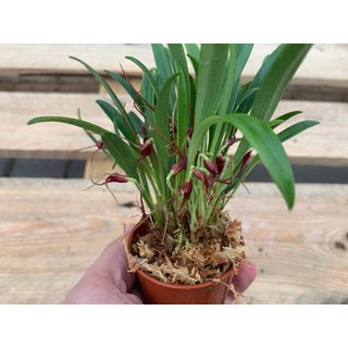 Masdevallia herradura