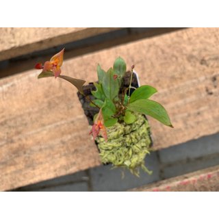 Lepanthes antilocarpa x maduroi