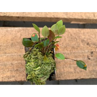 Lepanthes domingensis