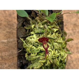 Lepanthes nycteris x terborchii
