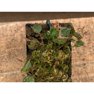 Lepanthes posthon