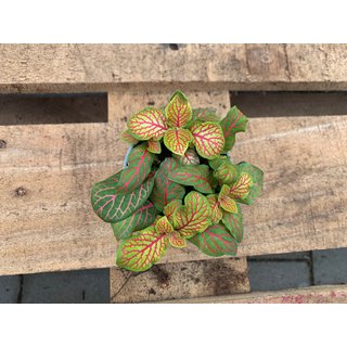 Fittonia grün/pink Babyplant Mosaikpflanze