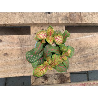 Fittonia grn/pink Babyplant Mosaikpflanze