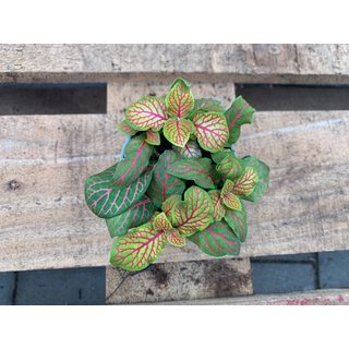 Fittonia grn/pink Babyplant Mosaikpflanze