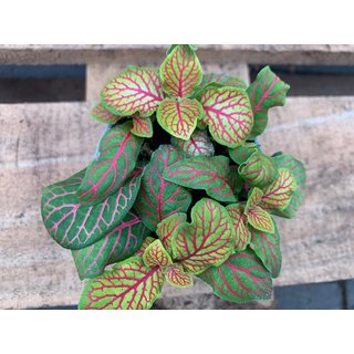 Fittonia grn/pink Babyplant Mosaikpflanze