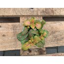 Fittonia grün/pink Babyplant Mosaikpflanze