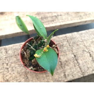 Lepanthes ovalis