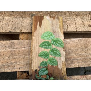 Monstera dubia