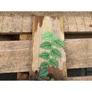 Monstera dubia