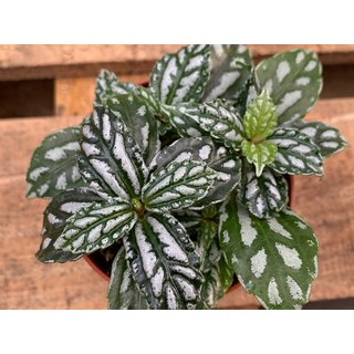 Pilea cadierei