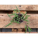 Senecio herreianus Purple Flush Babyplant