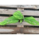 Monstera Pinnatipartita