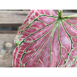Angebot Caladium Thai Beauty