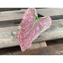 Caladium Thai Beauty