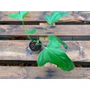 Anthurium falcatum