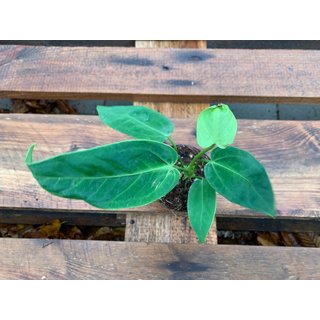 Anthurium waterburyanum