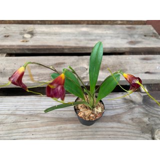 Masdevallia lata