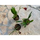 Angebot Masdevallia & Maxillaria Orchideen Mix (3 Stück)