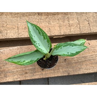 Aglaonema Maria Babyplant