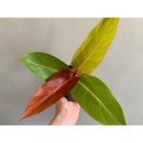 Philodendron Prince of Orange M
