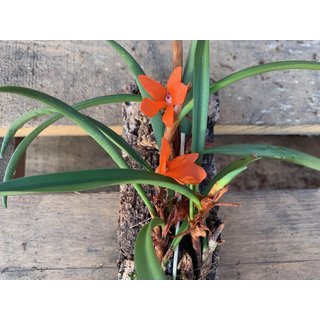 Ceratosylus retisquama syn. rubra XL