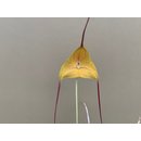 Masdevallia triangularis