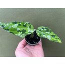 Aglaonema pictum tricolor S