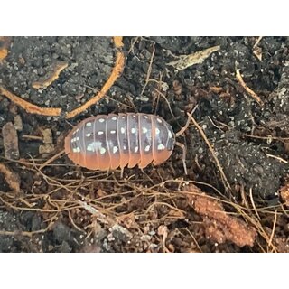 Armadillidium klugii &bdquo;Montenegro&ldquo;