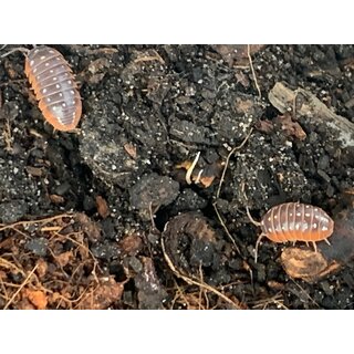Armadillidium klugii &bdquo;Montenegro&ldquo;