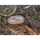 Armadillidium klugii &bdquo;Montenegro&ldquo;