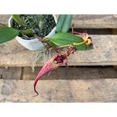 Bulbophyllum fascinator