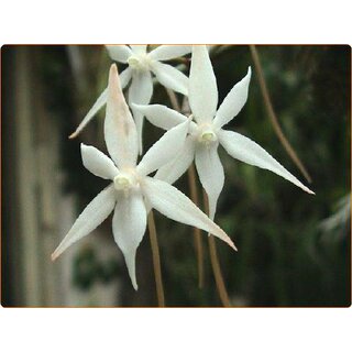 Aerangis kirkii