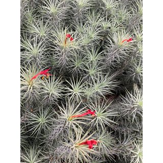 Tillandsia funckiana