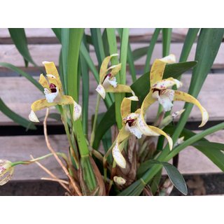 Maxillaria picta
