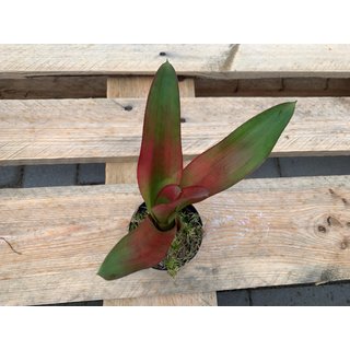 Neoregelia purple