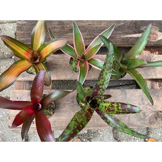 Neoregelia Bromelien Mix 5