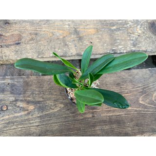 Masdevallia rolfeana