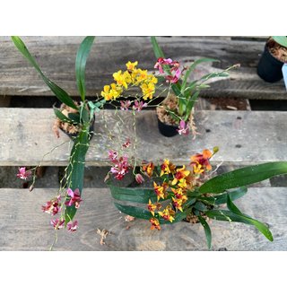Angebot Oncidium Orchideen Mix (3 Orchideen)
