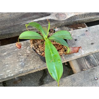 Nepenthes copelandii x lowii