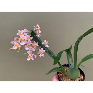 Angebot Oncidium spec. violette