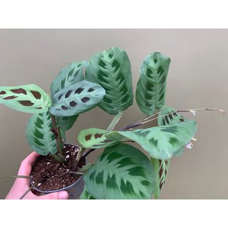 Maranta leuconeura green stripe