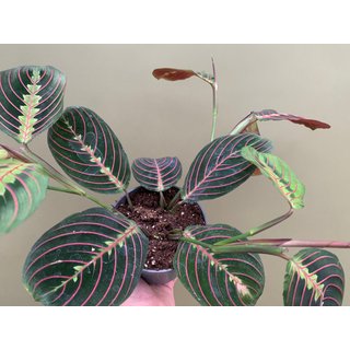 Maranta leuconeura red striped